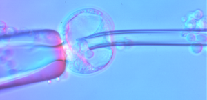 Blastocyst injection of modified embryonic stem cells.